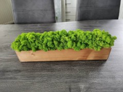 Mechový obraz, strom života, 30 cm