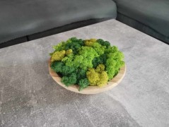 Mechový obraz, strom života, 30 cm