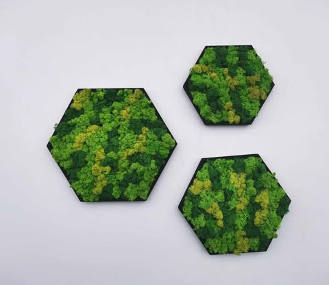 Sada obrazů ve tvaru hexagonu hexagon šestiúhelník stabilizovaný mech mechová dekorace mechový strom dřevěný obraz kulatý obraz sada obrazů 