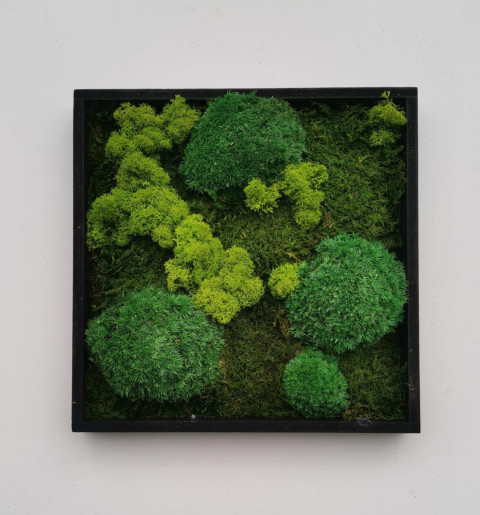 Mechový obraz, 25x25 dekorace obraz přírodní mechový 