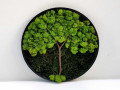 Kulatý mechový obraz. 30 cm.