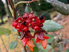 Lístečkové náušnice - S.Steel