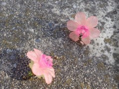 Krajková sukénka no.2