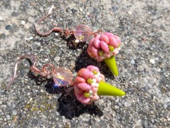 Krajková sukénka no.2