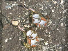 Krajková sukénka no.2