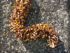 Krajková sukénka no.2