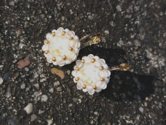 Krajková sukénka no.2