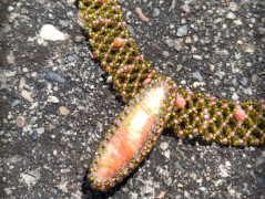 Krajková sukénka no.2